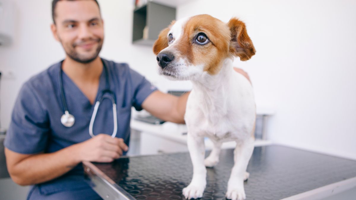 Digital Pet Care: The Impact of Internet Connection on Veterinary Consultations